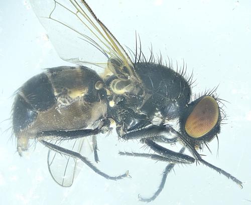 Hebecnema nigra